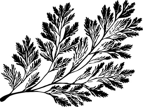 Detailed black and white illustration of a delicate fern branch with multiple leaflets and fine veins