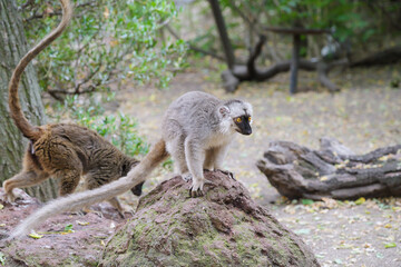 Fototapeta premium A Brown Lemur (Eulemur fulvus) standing on a rock, showing its thick grey‑brown fur, dark face, and bright yellow eyes