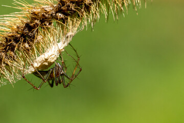 Fototapeta premium Australian Spider with Egg Sac on Branch
