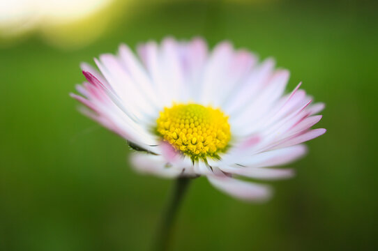 Daisy macro with pink petals against green bokeh in spring