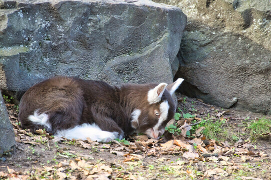 Cute little baby goat lying on the ground in front of rocks