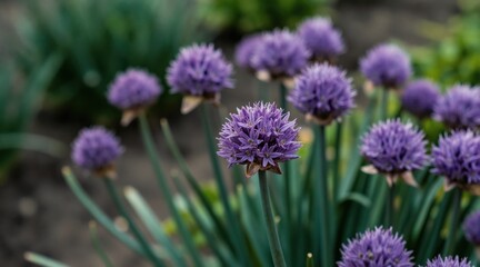 Fototapeta premium Purple chive blossoms open in a garden bed. Tall green stalks rise from the soil, showing new growth in spring. Edible herb flowers prepare for summer harvest.