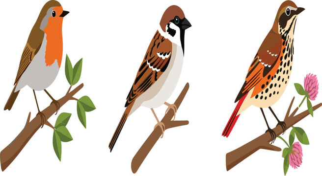 Three Common Garden Birds Perched on Branches &ndash; European Robin, House Sparrow and Song Thrush Vector Illustration
