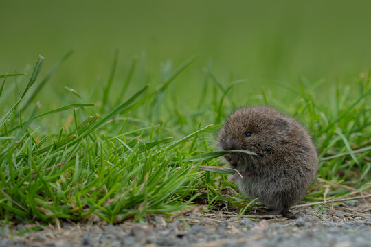 Field vole feeding on grass in natural habitat, Loch Leven, Scotland