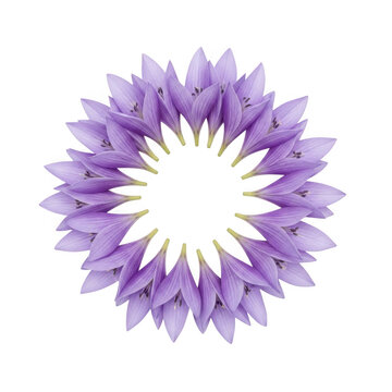 A circular wreath composed of delicate purple campanula flowers arranged in a symmetrical pattern isolated on transparent background