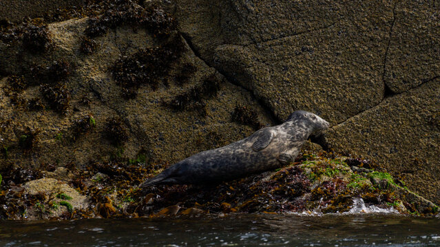 Grey seal hauled out on rocky shoreline, North Berwick, Scotland