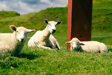 Fototapeta premium Three Sheep Resting Together Sunny Hillside