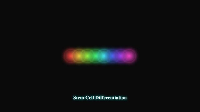 Visualizing microscopic processes, the scientific illustration of stem cell differentiation for Organoid Disease Modeling highlights the intricate creation of complex biological structures.