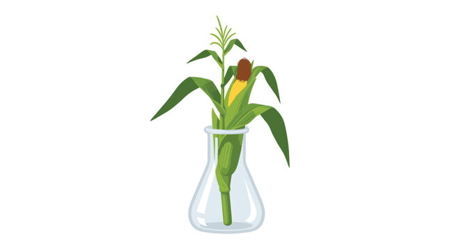 A green corn stalk with a ripening ear of corn grows directly out of a clear laboratory glass flask on a plain white background.