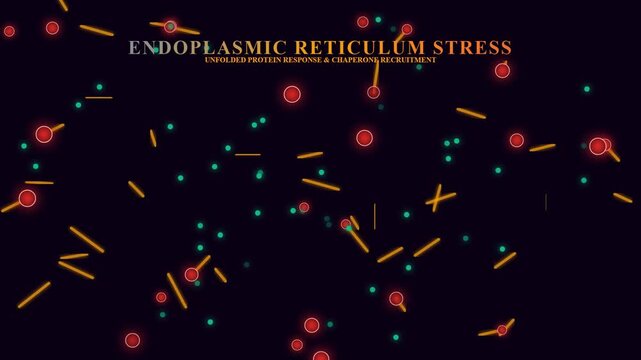 Dynamic animation for Organoid Disease Modeling, illustrating endoplasmic reticulum stress and unfolded protein response leading to chaperone recruitment.