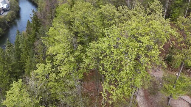 Aerial drone view of the Traun river in Gmunden with spring trees along natural shoreline