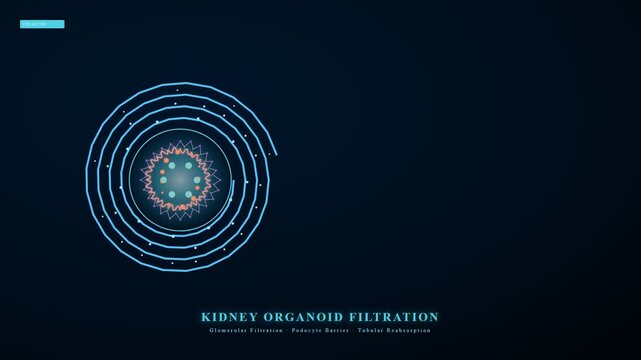 Advanced scientific visualization for Organoid Disease Modeling of kidney filtration, demonstrating glomerular activity, podocyte barrier, and tubular reabsorption research.