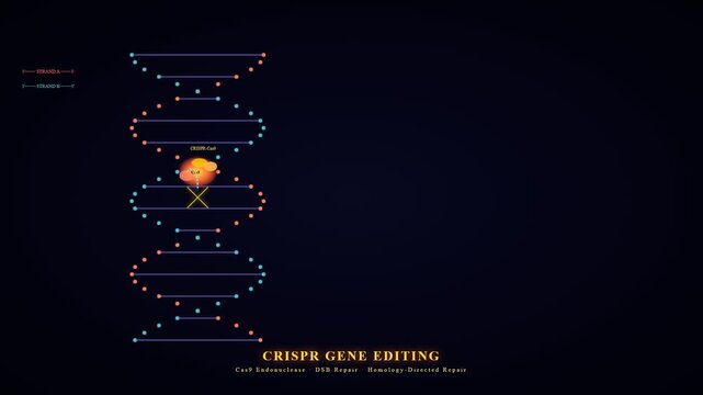 High-resolution animation illustrates the crucial CRISPR-Cas9 gene editing process, foundational for organoid disease modeling, demonstrating precise DNA double-strand break creation.