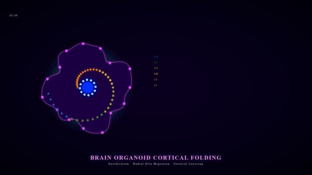 Organoid Disease Modeling shows the complex process of cortical folding in a developing brain organoid simulation, highlighting gyrification and neural migration.