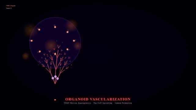 Organoid Disease Modeling reveals dynamic vascular development and intricate angiogenesis within in vitro biological systems, demonstrating cell sprouting and lumen formation.
