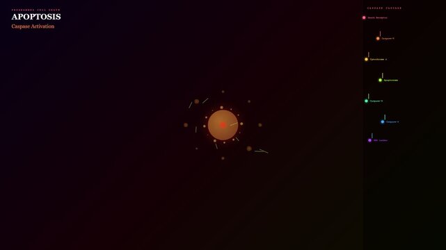 An illustrative animation for Organoid Disease Modeling precisely demonstrates the intricate caspase cascade pathway initiating programmed cell death, essential for biological research.