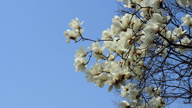 Blossoming White flowers of White Champaka (White Jade Orchid Tree) (White Michelia) (White Orchid Tree) (Bailan) on dark branches in a bright clear blue sky