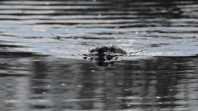 Close-up footage of an adult muskrat (Ondatra zibethicus) swimming directly toward the camera in the wetlands. The animal glides through the water, creating soft ripples on a bright sunny spring day.