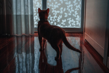 Cat silhouette © ekt