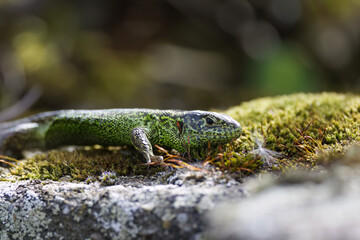 A sand lizard basks in the sun on a mossy tree, a green sand lizard during mating season, a lizard warming itself in the sunshine, Lacerta agilis © Rebecca