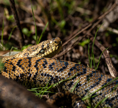 Carpet Python close-up