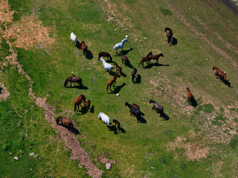 Aerial view of a herd of wild horses grazing on the lush green pastures near Lake Kerkini, Serres, Greece.