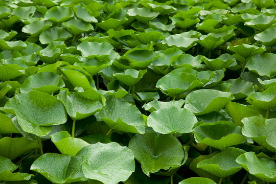 Close up of fresh green water lily leaves with raindrops.