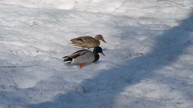 Mallards in winter. Pair of mallard ducks foraging under sunny winter shadows. Closeup shots of male and female mallards searching for food in snowy urban park setting