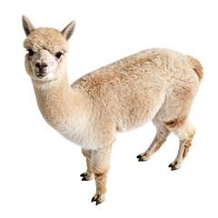Obraz premium [Transparent Background PNG]A cute young alpaca standing on white background