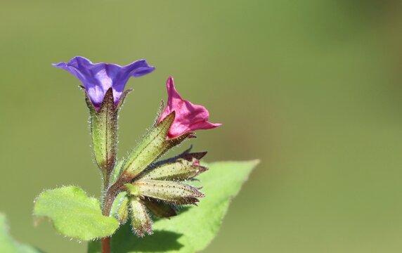 Spring background with Suffolk lungwort (Pulmonaria obscura) wildflower blooming in a meadow