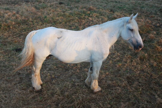 caballo