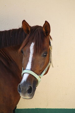 caballo