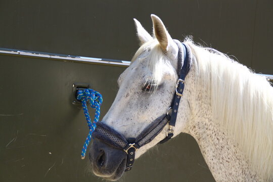 caballo