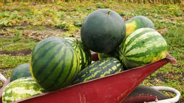 Many freshly harvested ripe watermelons piled in a wheelbarrow in the field. Concept of melon farming, seasonal harvest, organic agriculture, and healthy nutrition. Sweet natural dessert and fresh