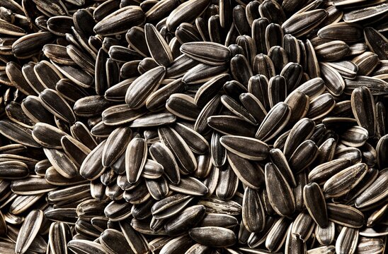 Black striped sunflower seeds full frame. Top view