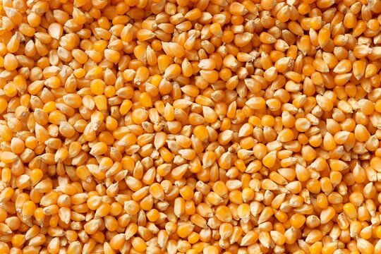 Yellow popcorn kernels full frame. Top view