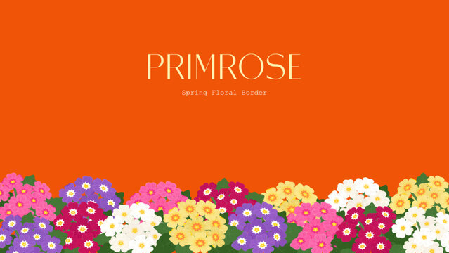 Colorful primrose floral border in purple, white, yellow, red, and pink on orange background with copy space. Ideal for bright spring designs, banners, cards, and posters.