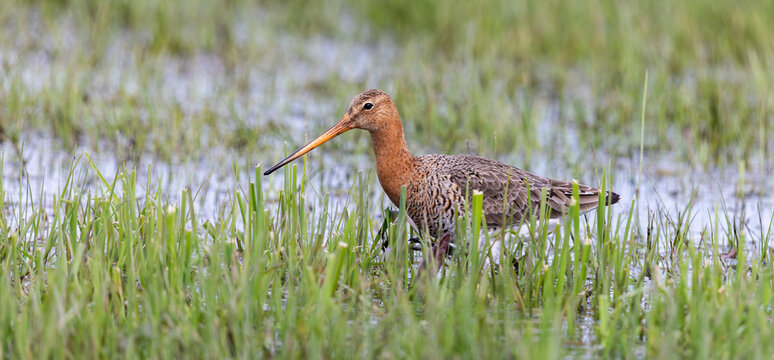 Black-tailed godwit forages in wet grassland at Eempolder in the Netherlands during spring season