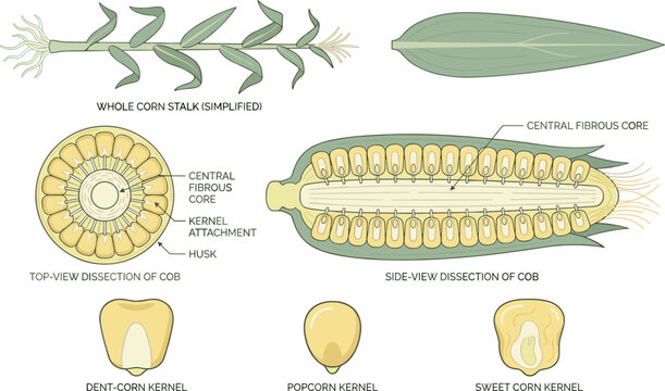 Corn Anatomy Vector Illustration Showing Stalk, Leaf, Cob Cross Section and Kernel Types Including Dent, Popcorn and Sweet Corn Educational Diagram Design