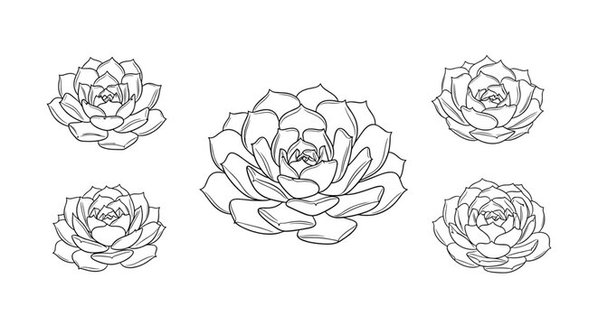 Succulent flowers, black line art, vector icons, floral set isolated on White Background