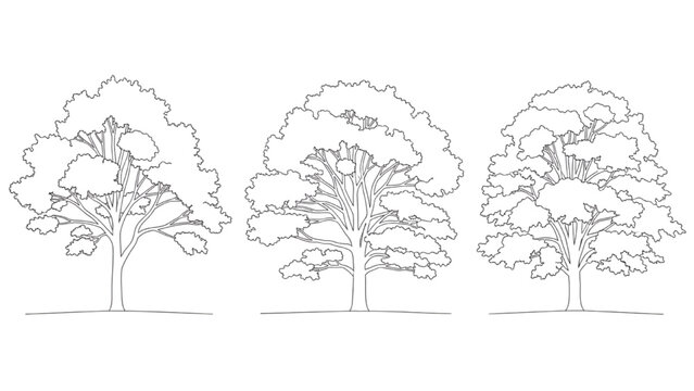2D AutoCAD drawing of three trees with varying foliage and trunks