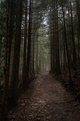Fototapeta premium Foggy forest trail surrounded by tall trees in early morning light. Hiking in Carpathian Mountains, Ukraine