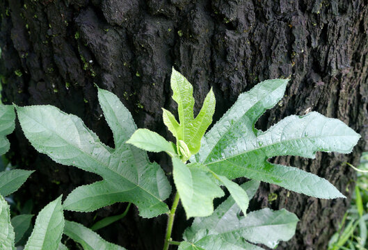 Ficus Carica with the pine krank as the background