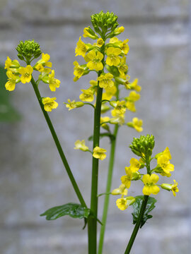Nahaufnahme der gelben Bl&uuml;ten des gr&uuml;nen Blattgem&uuml;ses Barbarakraut, auch Winterkresse genannt,  Barbarea vulgaris