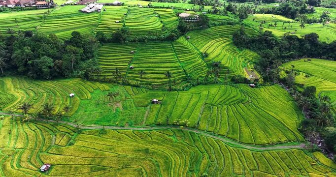 Panoramic aerial of Jatiluwih rice terraces in Bali with layered green and golden paddies, palm trees and nearby village. UNESCO landscape featuring traditional Subak irrigation.