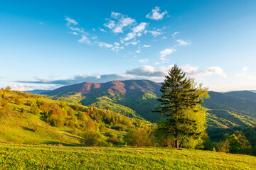 Fototapeta premium mountainous rural landscape of ukraine in spring. lovely view of valley fields. alpine meadow on a sunny afternoon. carpathian mountains countryside with forest near pasture. earth day background