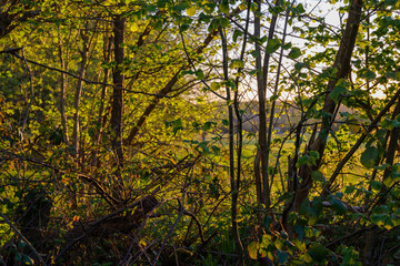 Fototapeta premium Golden sunset light filtering through dense spring tree branches and foliage.