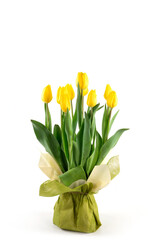 Fototapeta premium tulipani gialli