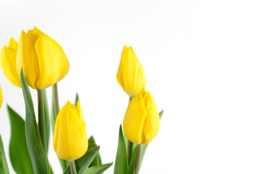tulipani