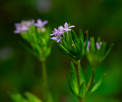 Closeup of field madder flowers, tiny blossoms with a lavender color